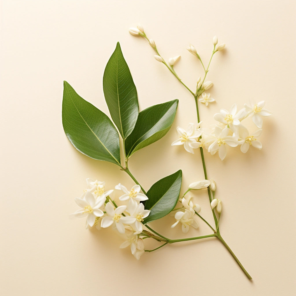 Osmanthus