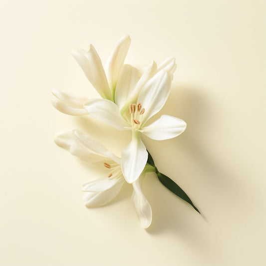 Tuberose